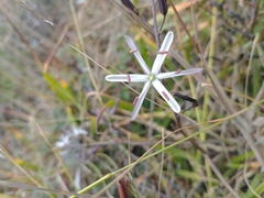 Chlorogalum pomeridianum divaricatum