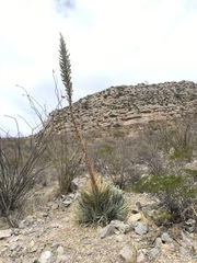 Hechtia mapimiana