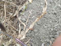 Chlorogalum pomeridianum divaricatum