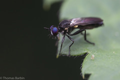 Eudioctria sackeni
