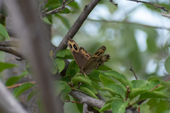 Cercyonis pegala utahensis