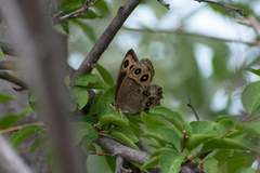 Cercyonis pegala utahensis