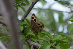 Cercyonis pegala utahensis