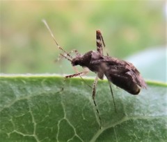 Phytocoris