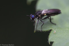 Eudioctria sackeni