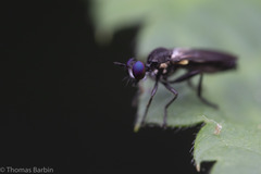 Eudioctria sackeni