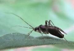 Phytocoris