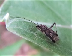 Phytocoris