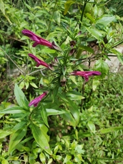 Salvia pentstemonoides
