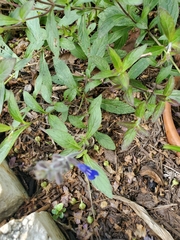 Salvia sinaloensis