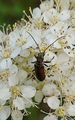 Chrysanthia viridissima