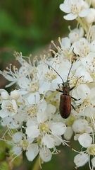 Chrysanthia viridissima