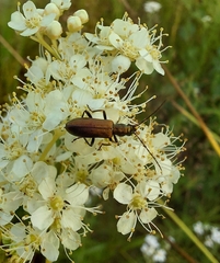 Chrysanthia viridissima