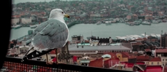 Larus michahellis