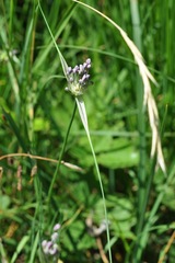 Allium carinatum