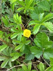 Potentilla reptans