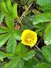 Potentilla reptans