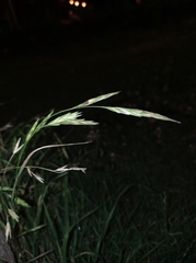 Bromus catharticus