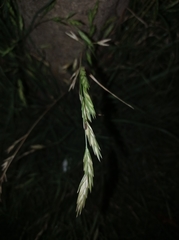Bromus catharticus