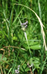Allium carinatum