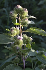 Arctium minus