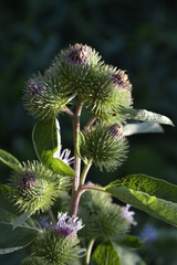 Arctium minus
