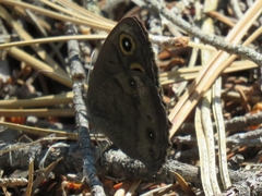 Cercyonis sthenele