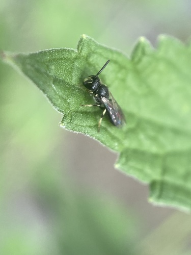 Mesilla Masked Bee