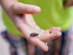 Allonemobius socius