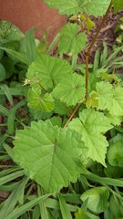 Vitis