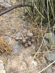 Mammillaria pottsii