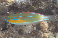 Stethojulis trilineata