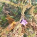 photo of Sessile-leaved Yerba Santa (Eriodictyon sessilifolium)