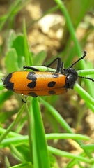 Mylabris quadripunctata