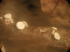 Diderma hemisphaericum