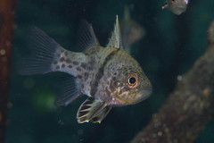 Sphaeramia orbicularis