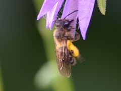 Andrena bicolor