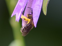 Andrena bicolor