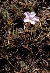 Oxalis eckloniana-nidulans