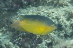 Pomacentrus simsiang