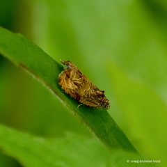 Phaecasiophora niveiguttana