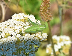 Poecilimon macedonicus