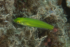 Halichoeres chloropterus