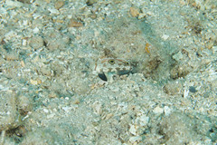 Signigobius biocellatus