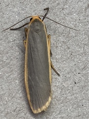 Eilema lurideola