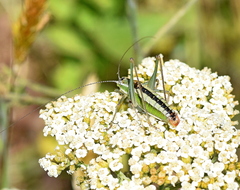 Poecilimon macedonicus