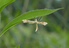 Buckleria paludum