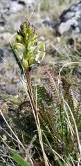 Pedicularis parryi