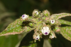Solanum concinnum