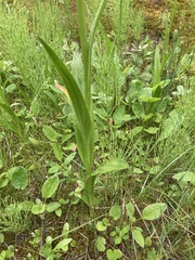 Platanthera dilatata albiflora